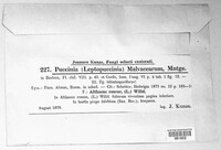 Puccinia malvacearum image